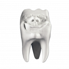 Hinrichs dantų kolekcija ''Backi'' gipsiniai dantys