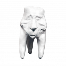 Hinrichs dantų kolekcija 'Clement' gipsiniai dantys