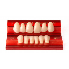 Priekiniai dantys Dentex 6 vnt
